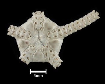 Media type: image;   Invertebrate Zoology OPH-674 Description: Bottom up view of single ophiuroid specimen with a scale bar.;  Aspect: ventral